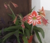 Hippeastrum vittatum (L'Hér.) Herb.