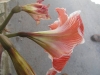 Hippeastrum vittatum (L'Hér.) Herb.