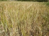 Hordeum vulgare ? 2/2