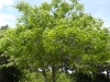 Juglans regia L.