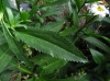 Leucanthemum maximum ? 2/6