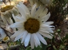 Leucanthemum maximum ? 5/6