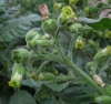 Nicotiana rustica L.