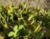 Opuntia humifusa (Raf.) Raf.