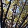 Pinus pinaster ? 1 de 4