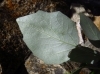 Populus alba L.