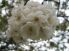 Prunus avium L.