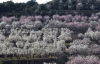 Prunus dulcis (Mill.) D.A.Webb