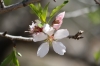Prunus dulcis (Mill.) D.A.Webb