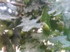 Quercus robur ? 4 de 4