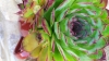 Sempervivum tectorum L.