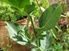 Tanacetum balsamita L.