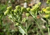 Tanacetum balsamita L.