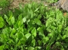 Tanacetum balsamita L.