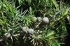 Juniperus oxycedrus L. subsp. badia (H. Gay) Debeaux