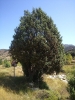 Juniperus oxycedrus L. subsp. badia (H.Gay) Debeaux