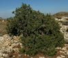 Juniperus phoenicea L.