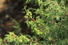 Juniperus phoenicea L.