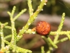 Juniperus phoenicea L.