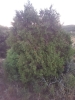 Juniperus phoenicea L.