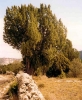 Juniperus thurifera L.