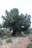 Juniperus thurifera L.