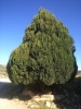 Juniperus thurifera L.