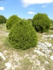 Juniperus phoenicea L. subsp. phoenicea