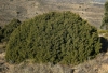 Juniperus phoenicea L. subsp. phoenicea