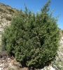 Juniperus phoenicea L. subsp. phoenicea