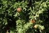 Juniperus phoenicea L. subsp. phoenicea