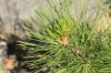 Pinus nigra J.F.Arnold subsp. salzmannii (Dunal) Franco