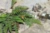 Asplenium fontanum (L.) Bernh. subsp. fontanum