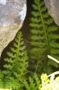 Asplenium fontanum (L.) Bernh. subsp. fontanum