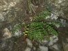 Asplenium fontanum (L.) Bernh. subsp. fontanum