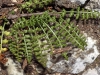 Asplenium fontanum (L.) Bernh. subsp. fontanum