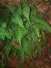 Asplenium fontanum (L.) Bernh. subsp. fontanum