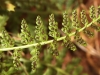 Asplenium fontanum (L.) Bernh. subsp. fontanum