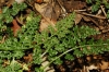 Asplenium fontanum (L.) Bernh. subsp. fontanum