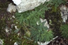 Asplenium fontanum (L.) Bernh. subsp. fontanum