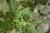 Asplenium fontanum (L.) Bernh. subsp. fontanum