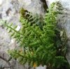 Asplenium fontanum (L.) Bernh. subsp. fontanum