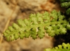Asplenium fontanum (L.) Bernh. subsp. fontanum