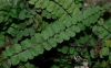 Asplenium trichomanes L. subsp. quadrivalens D.E.Mey.