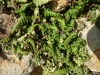 Asplenium fontanum (L.) Bernh. subsp. fontanum