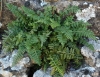 Asplenium fontanum (L.) Bernh. subsp. fontanum