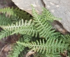 Asplenium fontanum (L.) Bernh. subsp. fontanum