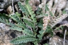 Ceterach officinarum Willd. subsp. officinarum