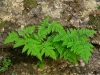 Gymnocarpium robertianum (Hoffm.) Newman