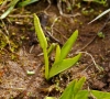 Ophioglossum azoricum C.Presl